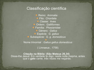 Classificação científica
 Reino: Animalia
 Filo: Chordata
 Classe: Aves
 Ordem: Galliformes
 Família: Phasianidae
 Género: Gallus
 Espécie: G. gallus
 Subespécie: G. g. domesticus

Nome trinomial : Gallus gallus domesticus
( Linnaeus , 1758)
Citação na Bíblia: (São Mateus 26,34)
Disse-lhe Jesus: Em verdade te digo: nesta noite mesma, antes
que o galo cante, três vezes me negarás. ´
 