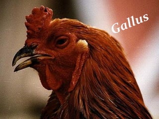 Gallus
 