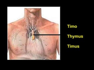 Timo

Thymus

Timus
 