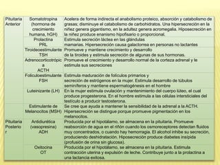 Pituitaria
Anterior
Somatotropina
(hormona de
crecimiento
humana, hGH)
Acelera de forma indirecta el anabolismo proteico, absorción y catabolismo de
grasas; disminuye el catabolismo de carbohidratos. Una hipersecreción en la
niñez genera gigantismo, en la adultez genera acromegalia. Hiposecreción en
la niñez produce enanismo hipofisario o proporcional.
Prolactina
PRL
Estimula secreción láctea en las glándulas
mamarias. Hipersecreción causa galactorrea en personas no lactantes
Tiroideoestimulante
TSH
Promueve y mantiene crecimiento y desarrollo
de la tiroides y estimula secreción de algunas de sus hormonas.
Adrenocorticotrópic
a
ACTH
Promueve el crecimiento y desarrollo normal de la corteza adrenal y le
estimula sus secreciones
Foliculoestimulante
FSH
Estimula maduración de folículos primarios y
secreción de estrógenos en la mujer. Estimula desarrollo de túbulos
seminíferos y mantiene espermatogénesis en el hombre
Luteinizante (LH) En la mujer estimula ovulación y mantenimiento del cuerpo lúteo, el cual
produce progesterona. En el hombre estimula a las células intersticiales del
testículo a producir testosterona.
Estimulante de
Melanocitos (MSH)
Se cree que ayuda a mantener la sensibilidad de la adrenal a la ACTH.
Hipersecreción se distingue porque promueve pigmentación en los
melanocitos.
Pituitaria
Posterio
r
Antidiurética
(vasopresina)
ADH
Producida por el hipotálamo, se almacena en la pituitaria. Promueve
reabsorción de agua en el riñón cuando los osmoreceptores detectan fluidos
muy concentrados, o cuando hay hemorragia. El alcohol inhibe su secreción,
produciendo deshidratación. Hiposecreción produce diabetes insípida
(profusión de orina sin glucosa).
Oxitocina
OT
Producida por el hipotálamo, se almacena en la pituitaria. Estimula
contracción uterina y expulsión de leche. Contribuye junto a la prolactina a
una lactancia exitosa.
 