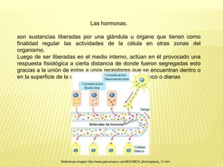 Las hormonas.
son sustancias liberadas por una glándula u órgano que tienen como
finalidad regular las actividades de la célula en otras zonas del
organismo.
Luego de ser liberadas en el medio interno, actúan en él provocado una
respuesta fisiológica a cierta distancia de donde fueron segregadas esto
gracias a la unión de estas a unos receptores que se encuentran dentro o
en la superficie de la célula denominadas células blanco o dianas
Referencia imagen http://www.genomasur.com/BCH/BCH_libro/capitulo_11.htm
 