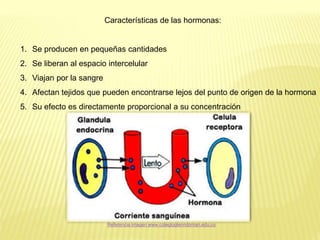 Características de las hormonas:
1. Se producen en pequeñas cantidades
2. Se liberan al espacio intercelular
3. Viajan por la sangre
4. Afectan tejidos que pueden encontrarse lejos del punto de origen de la hormona
5. Su efecto es directamente proporcional a su concentración
Referencia imagen www.colegioglenndoman.edu.co
 