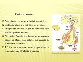 Efectos hormonales
 Estimulante- promueve actividad en un tejido.
 Inhibitorio- disminuye actividad en un tejido.
 Antagonista- cuando un par de hormonas tiene
efectos opuestos entre sí.
 Sinergista- Cuando dos hormonas en conjunto
tienen un efecto más potente que cuando se
encuentran separadas.
 Trópica- esta es una hormona que altera el
metabolismo de otro tejido endocrino.
Referencia imagen fisiologiahumanajuan.blogspot.com
 