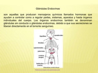 Glándulas Endocrinas
son aquellas que producen mensajeros químicos llamados hormonas que
ayudan a controlar como a regular partes, sistemas, aparatos y hasta órganos
individuales del cuerpo. Los órganos endocrinos también se denominan
glándulas sin conducto o glándulas endocrinas, debido a que sus secreciones se
liberan directamente en el torrente sanguíneo.
Referencia imagen www.genomasur.com
 