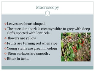 Macroscopy
Leaves are heart shaped .
The succulent bark is creamy white to grey with deep
clefts spotted with lenticels.
 flowers are yellow
Fruits are turning red when ripe
Young stems are green in colour
 Stem surfaces are smooth .
Bitter in taste.
 
