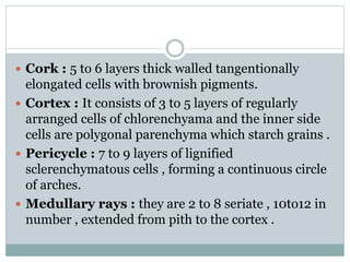  Cork : 5 to 6 layers thick walled tangentionally
elongated cells with brownish pigments.
 Cortex : It consists of 3 to 5 layers of regularly
arranged cells of chlorenchyama and the inner side
cells are polygonal parenchyma which starch grains .
 Pericycle : 7 to 9 layers of lignified
sclerenchymatous cells , forming a continuous circle
of arches.
 Medullary rays : they are 2 to 8 seriate , 10to12 in
number , extended from pith to the cortex .
 
