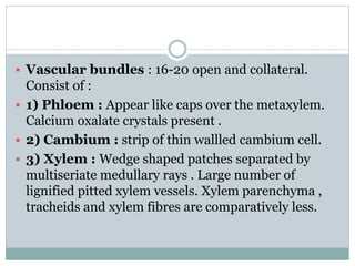  Vascular bundles : 16-20 open and collateral.
Consist of :
 1) Phloem : Appear like caps over the metaxylem.
Calcium oxalate crystals present .
 2) Cambium : strip of thin wallled cambium cell.
 3) Xylem : Wedge shaped patches separated by
multiseriate medullary rays . Large number of
lignified pitted xylem vessels. Xylem parenchyma ,
tracheids and xylem fibres are comparatively less.
 