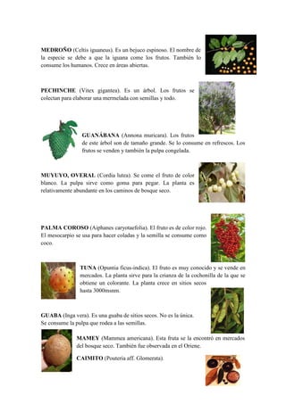 MEDROÑO (Celtis iguaneus). Es un bejuco espinoso. El nombre de
la especie se debe a que la iguana come los frutos. También lo
consume los humanos. Crece en áreas abiertas.
PECHINCHE (Vitex gigantea). Es un árbol. Los frutos se
colectan para elaborar una mermelada con semillas y todo.
GUANÁBANA (Annona muricara). Los frutos
de este árbol son de tamaño grande. Se lo consume en refrescos. Los
frutos se venden y también la pulpa congelada.
MUYUYO, OVERAL (Cordia lutea). Se come el fruto de color
blanco. La pulpa sirve como goma para pegar. La planta es
relativamente abundante en los caminos de bosque seco.
PALMA COROSO (Aiphanes caryotaefolia). El fruto es de color rojo.
El mesocarpio se usa para hacer coladas y la semilla se consume como
coco.
TUNA (Opuntia ficus-indica). El fruto es muy conocido y se vende en
mercados. La planta sirve para la crianza de la cochonilla de la que se
obtiene un colorante. La planta crece en sitios secos
hasta 3000msnm.
GUABA (Inga vera). Es una guaba de sitios secos. No es la única.
Se consume la pulpa que rodea a las semillas.
MAMEY (Mammea americana). Esta fruta se la encontró en mercados
del bosque seco. También fue observada en el Oriene.
CAIMITO (Pouteria aff. Glomerata).
 