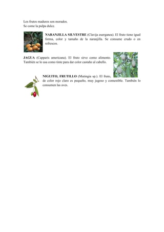 Los frutos maduros son morados.
Se come la pulpa dulce.
NARANJILLA SILVESTRE (Clavija euerganea). El fruto tiene igual
forma, color y tamaño de la naranjilla. Se consume crudo o en
refrescos.
JAGUA (Capparis americana). El fruto sirve como alimento.
También se lo usa como tinte para dar color castaño al cabello.
NIGUITO, FRUTILLO (Mutingia sp.). El fruto,
de color rojo claro es pequeño, muy jugoso y comestible. También lo
consumen las aves.
 