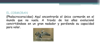 EL CORMORAN
(Phalacrocoracidae) Aquí encontrarás el único cormorán en el
mundo que no vuela. A través de los años evolucionó
convirtiéndose en un gran nadador y perdiendo su capacidad
para volar.
 