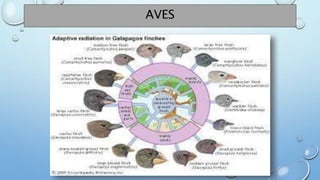 AVES
 