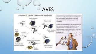 AVES
 