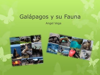 Galápagos y su Fauna
Angel Vega
 