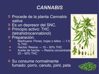 CANNABIS Procede de la planta  Cannabis sativa Es un depresor del SNC. Principio activo: THC (tetrahidrocannabinol) Preparación: Marihuana: Flores, hojas o tallos -> 1-5 % THC Hachis: Resina -> 15 – 50% THC Aceite de hachis -> Resina concentrada 25 – 50% THC Su consume normalmente fumado: porro, canuto, joint, peta 