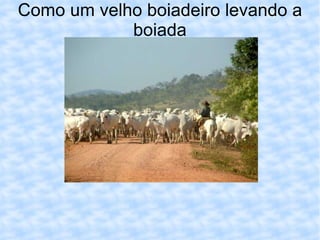 Como um velho boiadeiro levando a boiada 