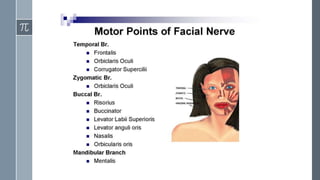 Motor points of face for electrical stimulation of bell's palsy