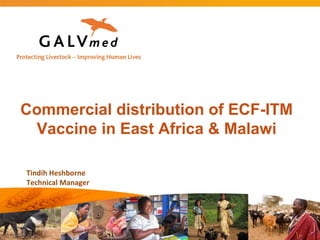 Commercial distribution of ECF-ITM
Vaccine in East Africa & Malawi
Tindih Heshborne
Technical Manager
 
