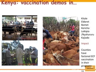 Commercial distribution of ECF-ITM vaccine in East Africa and Malawi