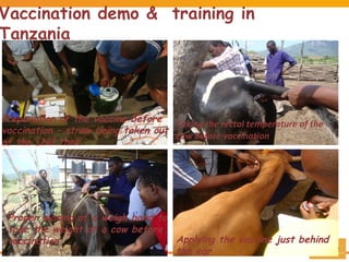 Commercial distribution of ECF-ITM vaccine in East Africa and Malawi