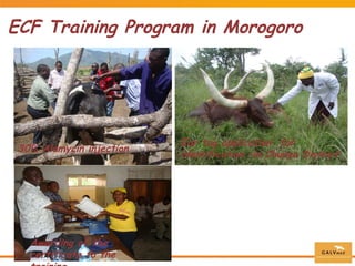 Commercial distribution of ECF-ITM vaccine in East Africa and Malawi