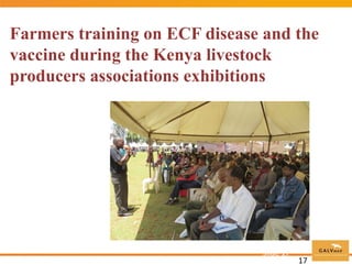 Commercial distribution of ECF-ITM vaccine in East Africa and Malawi