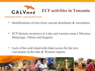 Commercial distribution of ECF-ITM vaccine in East Africa and Malawi
