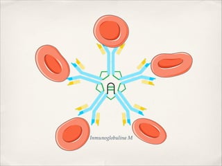 Inmunoglobulina M 
 