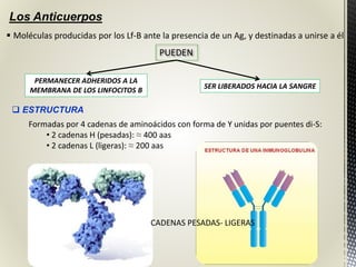 Los Anticuerpos
 Moléculas producidas por los Lf-B ante la presencia de un Ag, y destinadas a unirse a él
PUEDEN
PERMANECER ADHERIDOS A LA
MEMBRANA DE LOS LINFOCITOS B
SER LIBERADOS HACIA LA SANGRE
 ESTRUCTURA
Formadas por 4 cadenas de aminoácidos con forma de Y unidas por puentes di-S:
• 2 cadenas H (pesadas): ≈ 400 aas
• 2 cadenas L (ligeras): ≈ 200 aas
CADENAS PESADAS- LIGERAS
 