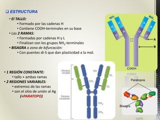  ESTRUCTURA
• El TALLO:
• Formado por las cadenas H
• Contiene COOH-terminales en su base
• Las 2 RAMAS:
• Formadas por cadenas H y L
• Finalizan con los grupos NH2-terminales
• BISAGRA o zona de bifurcación:
• Con puentes di-S que dan plasticidad a la mol.
• 1 REGIÓN CONSTANTE:
• tallo + ambas ramas
• 2 REGIONES VARIABLES:
• extremos de las ramas
• son el sitio de unión al Ag
(=PARATOPO)
Paratopos
Bisagra
 