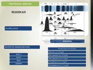 GLOBULINAS
GRUPOS DE GAMAGLOBULINAS
ALFA -1
ALFA-2
BETA
GAMMA
ALBUMINA
Proteína total: 6.4 a 8.3 g/dL
Albúmina: 3.5 a 5.0 g/dL
Alfa-1 globulina: 0.1 a 0.3 g/dL
Alfa-2 globulina: 0.6 a 1.0 g/dL
Beta globulina: 0.7 a 1.2 g/dL
Gammaglobulina: 0.7 a 1.6 g/dL
PROTEINAS SERICAS
RELACION A/G
 
