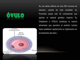 Es una célula esférica de unos 500 micrones de
diámetro,

carente

de

toda

movilidad.

Su

Pronúcleo posee solo 23 cromosomas que
aportan el material genético materno. Su
Citoplasma o VITELO constituye la reserva
alimentaria que permitirá al embrión nutrirse
hasta establecer rápidamente su implantación en
el endometrio del útero.

 