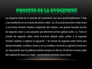 PROCESO DE LA OVOGENESIS
La ovogonia entra en un período de crecimiento que dura aproximadamente 7 días
y se transforma en un ovocito de primer orden. El ovocito de primer orden entra
b).
a la primera división meiótica originando dos células, una grande llamada ovocito
de segundo orden y una pequeña que denomina primer glóbulo polar. Tanto el
c).
ovocito de segundo orden como el primer glóbulo polar, entran a la segunda
división meiótica y originan lo siguiente: El ovocito de segundo orden forma dos
*
células llamadas: ovotidia u óvulo y se La ovotidia u óvulo es un gameto funcional y

es más grande que los glóbulos polares porque en ella se concentra la mayor parte
del material de reserva o vitelo , comúnmente conocido como yema.

 