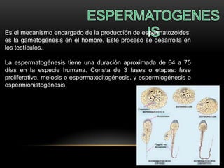 Es el mecanismo encargado de la producción de espermatozoides;
es la gametogénesis en el hombre. Este proceso se desarrolla en
los testículos.
La espermatogénesis tiene una duración aproximada de 64 a 75
días en la especie humana. Consta de 3 fases o etapas: fase
proliferativa, meiosis o espermatocitogénesis, y espermiogénesis o
espermiohistogénesis.

 