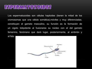 Los espermatozoides son células haploides (tienen la mitad de los
cromosomas que una célula somática),móviles y muy diferenciadas.
constituyen el gameto masculino, su función es la formación de
un cigoto totipotente al fusionarse su núcleo con el del gameto
femenino, fenómeno que dará lugar, posteriormente, al embrión y
al feto.

 