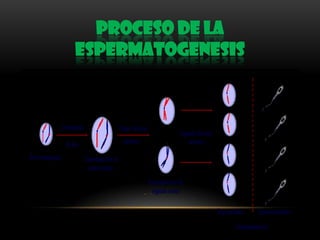 PROCESO DE LA
ESPERMATOGENESIS

 