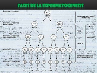 FASES DE LA ESPERMATOGENESIS

 