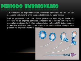 *La

formación de espermatozoides comienza alrededor del día 24 del
desarrollo embrionario en la capa endodérmica del saco vitelino.

*Aquí se producen unas 100 células germinales que migran hacia los
esbozos de los órganos genitales. Alrededor de la cuarta semana ya se
acumulan alrededor de 4000 de estas células, y el gen SRY determina que
formen los testículos para poder producir espermatozoides, aunque este
proceso no empezará hasta la pubertad.

 