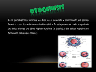 Es la gametogénesis femenina, es decir, es el desarrollo y diferenciación del gameto
femenino u ovocito mediante una división meiótica. En este proceso se produce a partir de

una célula diploide una célula haploide funcional (el ovocito), y dos células haploides no
funcionales (los cuerpos polares).

 