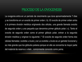 PROCESO DE LA OVOGENESIS
La ovogonia entra en un período de crecimiento que dura aproximadamente 7 días
y se transforma en un ovocito de primer orden. b). El ovocito de primer orden entra
a la primera división meiótica originando dos células, una grande llamada ovocito
de segundo orden y una pequeña que denomina primer glóbulo polar. c). Tanto el
ovocito de segundo orden como el primer glóbulo polar, entran a la segunda
división meiótica y originan lo siguiente: * El ovocito de segundo orden forma dos
células llamadas: ovotidia u óvulo y se La ovotidia u óvulo es un gameto funcional y
es más grande que los glóbulos polares porque en ella se concentra la mayor parte
del material de reserva o vitelo , comúnmente conocido como yema.
 