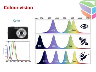 Colour vision
 