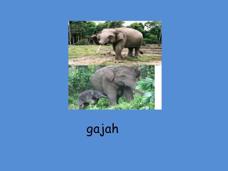 Gambar Gambar Haiwan
