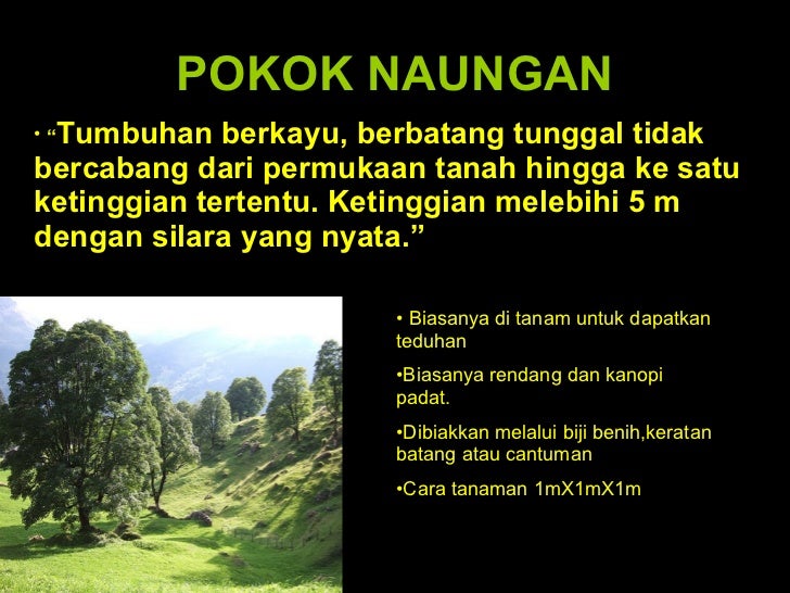 Aln 103tanaman Hiasan Defpokok Presentation