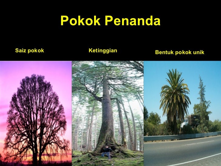 ALN 103 Tanaman Hiasan Def pokok ALN 103 Tanaman Hiasan Def pokok