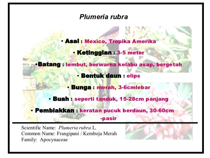 ALN 103 Tanaman Hiasan Def pokok 