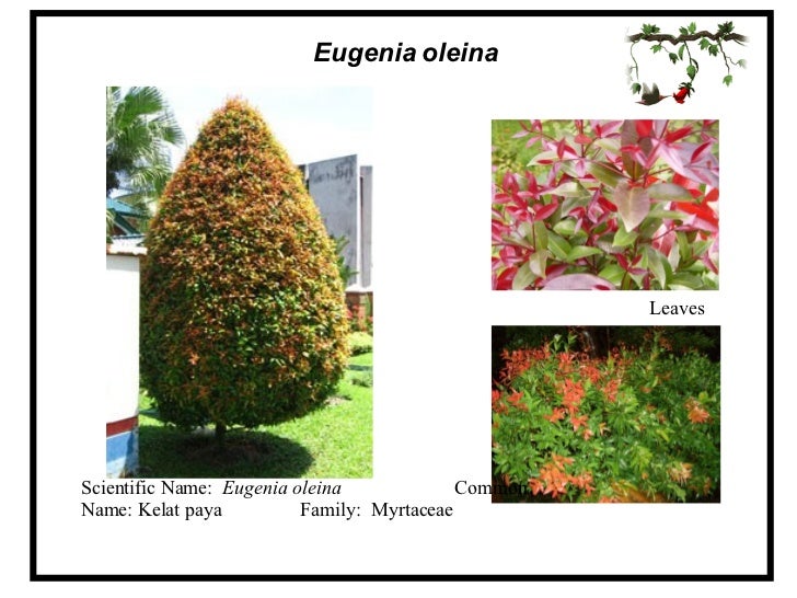 Aln 103 Tanaman Hiasan Def Pokok