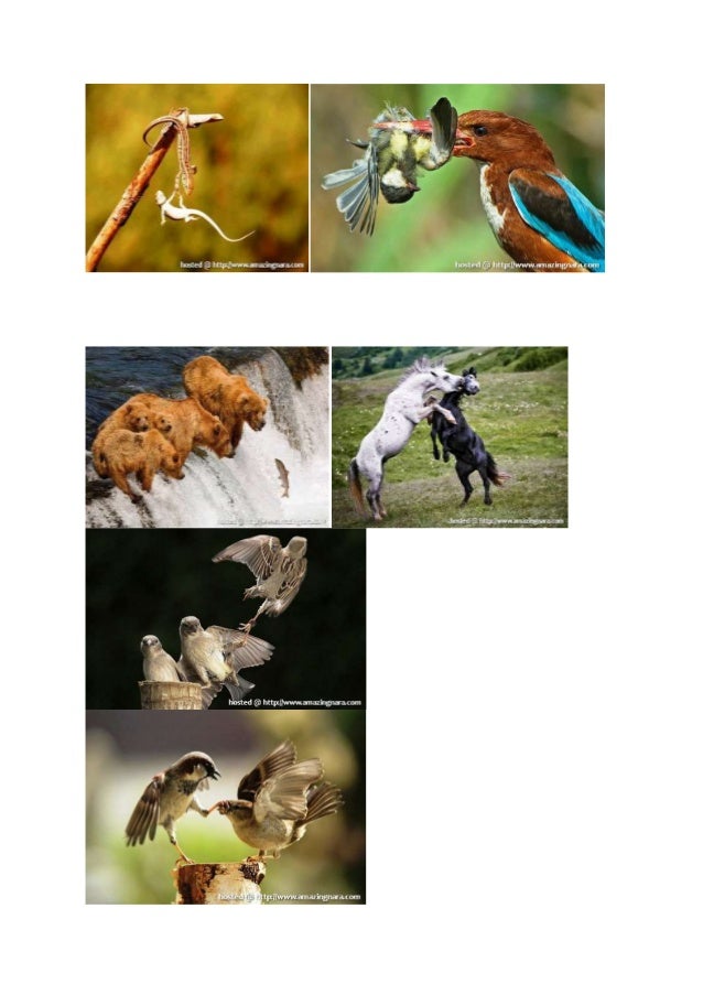 Gambar Haiwan
