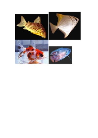 Gambar ikan