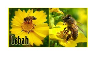 Gambar lebah