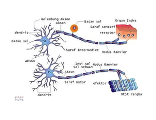 Gambar neuron