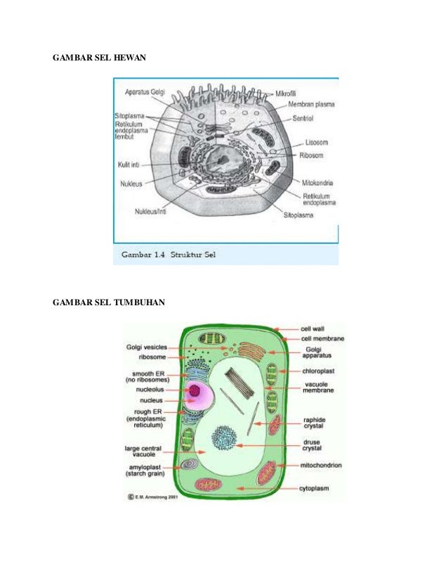 Gambar sel  hewan  tumbuhan  manusia